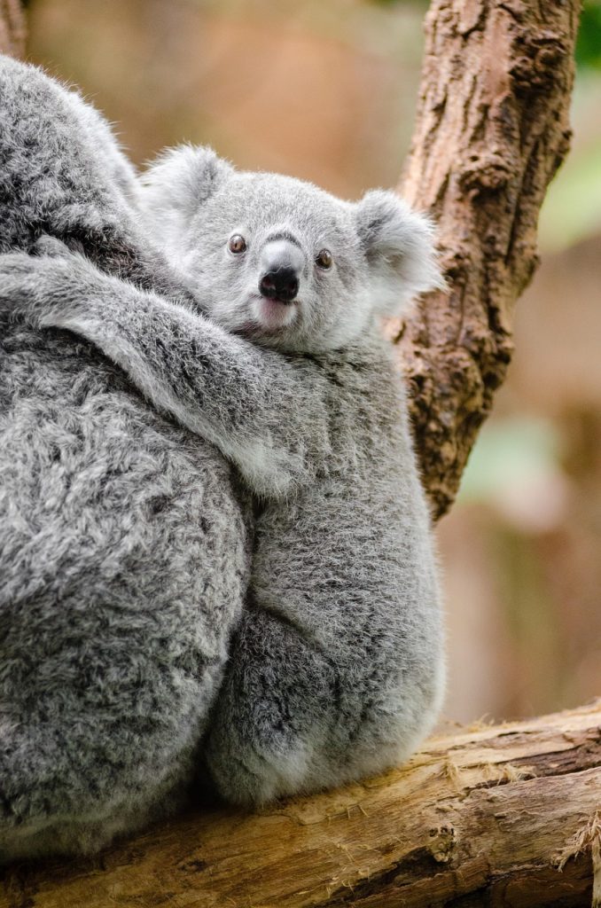 adorable, animal, branch, cute, furry, koala, nature, marsupial, wildlife, brown animals